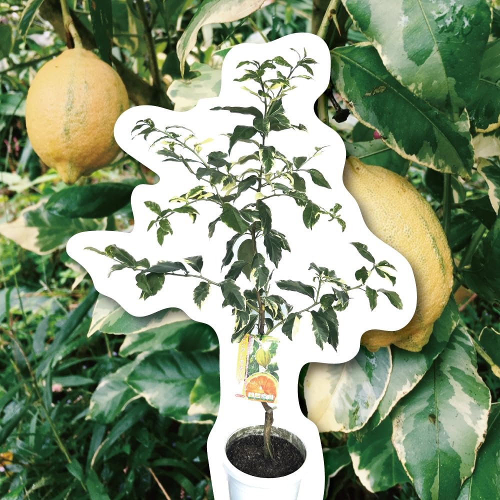 Amazon.co.jp: ピンクレモネード 【特選2年生苗木】 レモンの木 斑入り